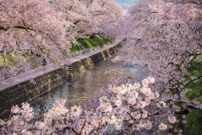 Spring In Japan XXXI by Daisuke Uematsu art print