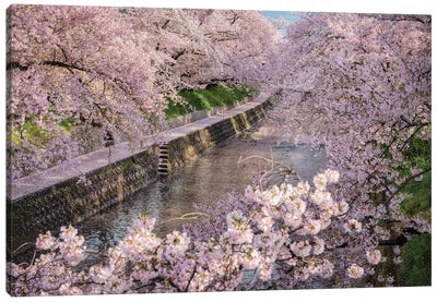 Spring In Japan XXXI Canvas Art Print - Daisuke Uematsu 
