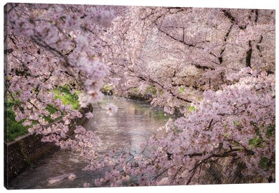 Spring In Japan XXXII Canvas Art Print - Daisuke Uematsu 