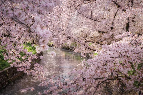 Daisuke Uematsu: Spring In Japan XXXII by Daisuke Uematsu
