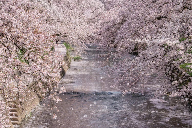 Spring In Japan XXXIII