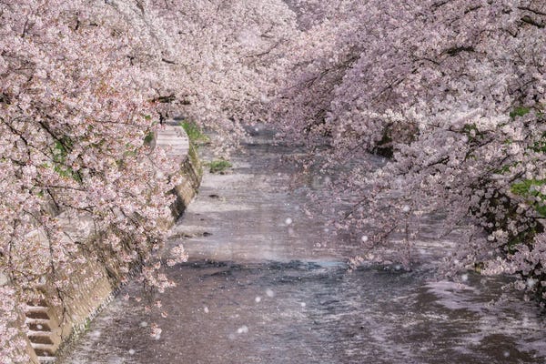 Daisuke Uematsu: Spring In Japan XXXIII by Daisuke Uematsu