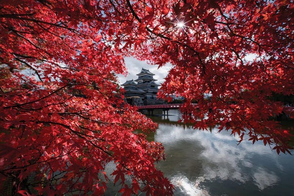 Tree Close-Ups: Matsumoto Castle XVII by Daisuke Uematsu