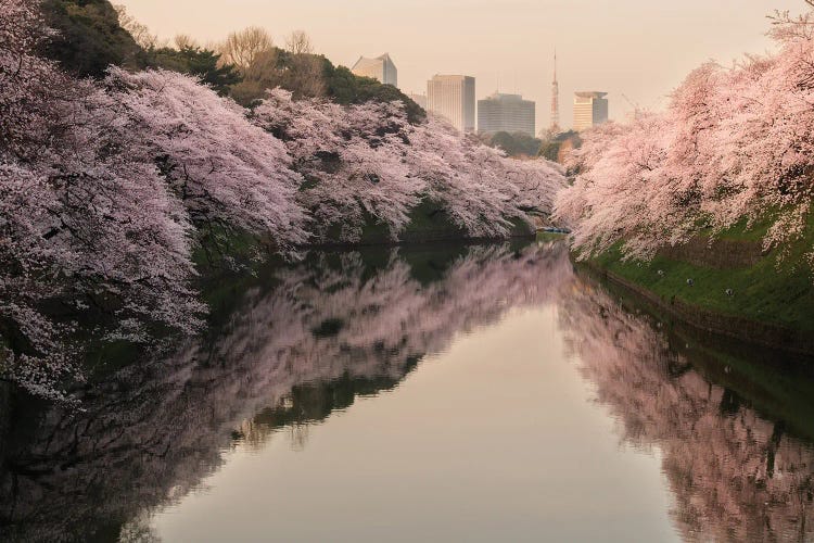 Spring In Japan XXXIV