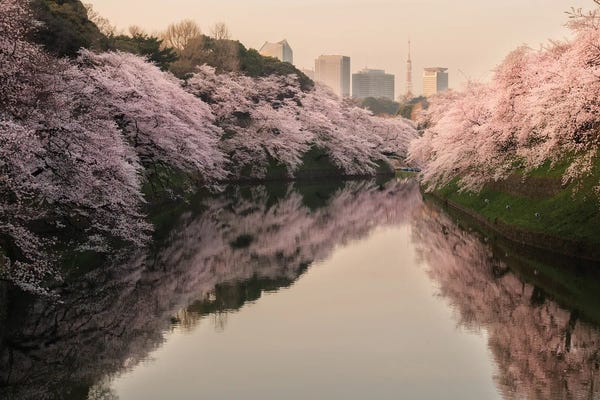 Daisuke Uematsu: Spring In Japan XXXIV by Daisuke Uematsu