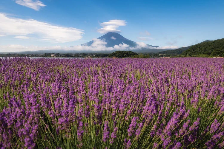 Summer In Japan XXII