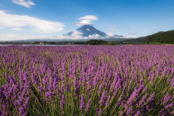 Daisuke Uematsu: Summer In Japan XXII by Daisuke Uematsu