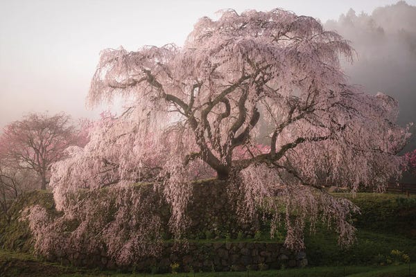 Daisuke Uematsu: Spring In Japan XXXV by Daisuke Uematsu
