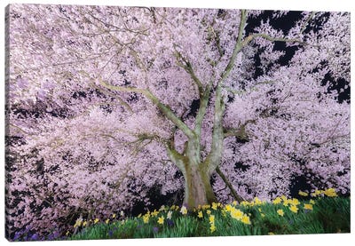 Spring In Japan XXXVI Canvas Art Print - Daisuke Uematsu 
