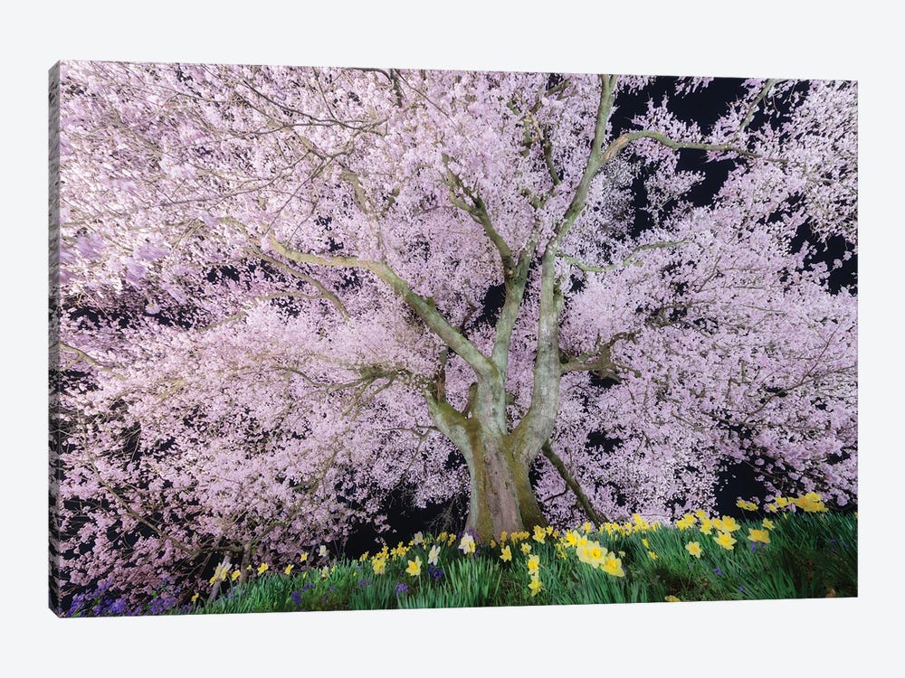 Spring In Japan XXXVI by Daisuke Uematsu 1-piece Canvas Art