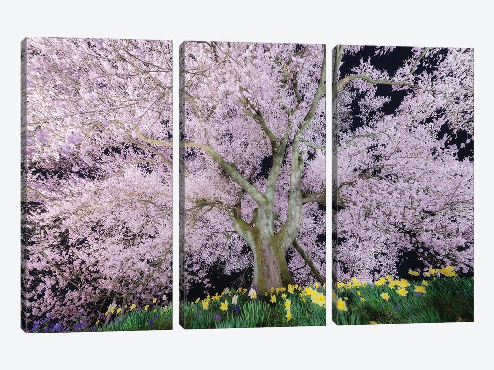 Spring In Japan XXXVI by Daisuke Uematsu 3-piece Canvas Art