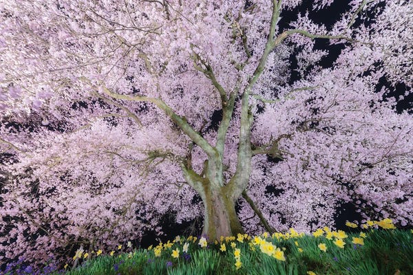 Daisuke Uematsu: Spring In Japan XXXVI by Daisuke Uematsu