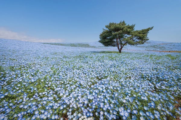 Spring In Japan XXXVIII