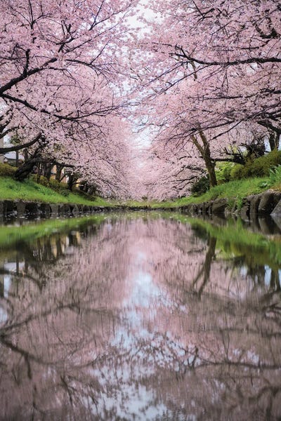 Daisuke Uematsu: Spring In Japan XXXIX by Daisuke Uematsu