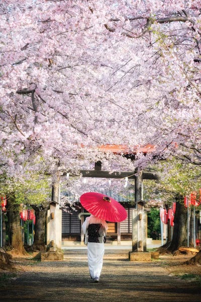Cherry Trees: Spring In Japan II by Daisuke Uematsu