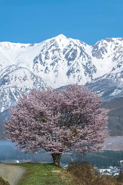 Spring In Japan IV by Daisuke Uematsu art print