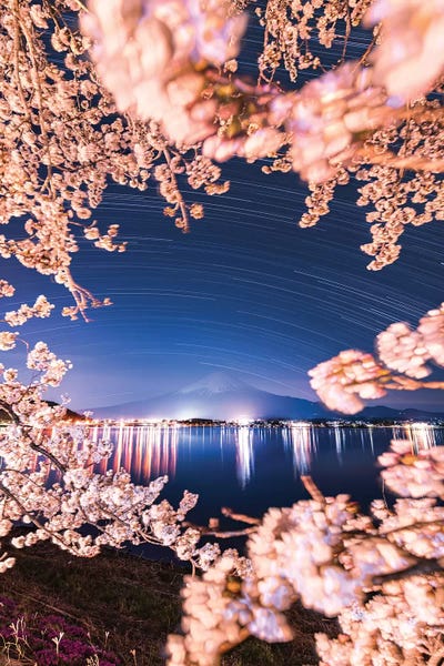 Cherry Blossoms: Spring In Japan VI by Daisuke Uematsu