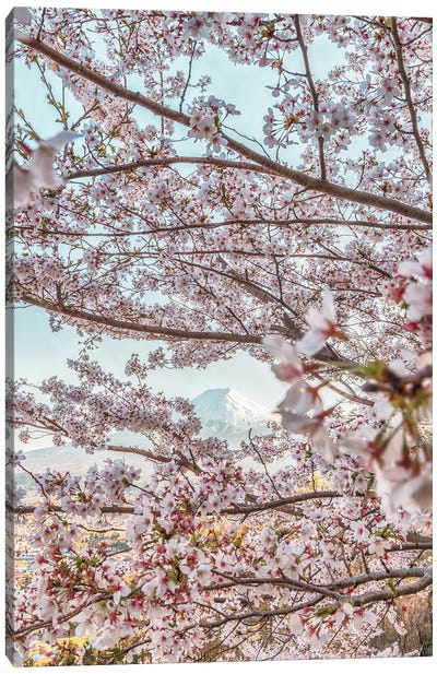 Spring In Japan VII Canvas Art Print - Blossom Art