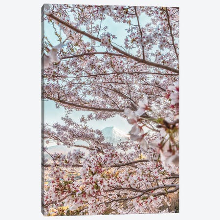 Spring In Japan VII Canvas Print #DUE57} by Daisuke Uematsu Art Print