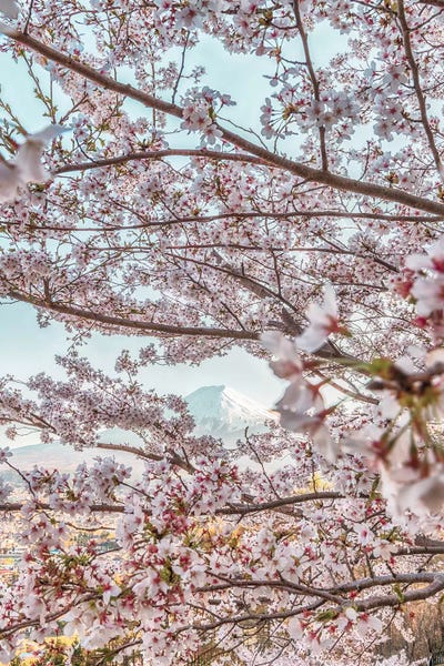 Cherry Blossoms: Spring In Japan VII by Daisuke Uematsu