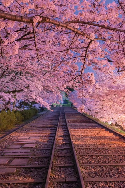 Gardens & Floral Landscapes: Spring In Japan VIII by Daisuke Uematsu