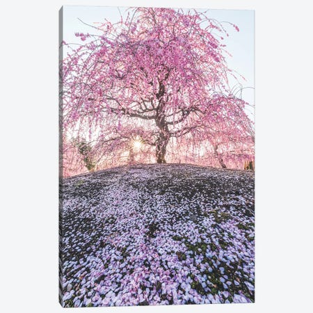 Spring In Japan IX Canvas Print #DUE59} by Daisuke Uematsu Canvas Art