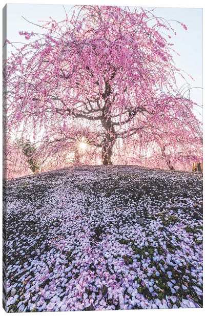 Spring In Japan IX Canvas Art Print - Cherry Blossom Art
