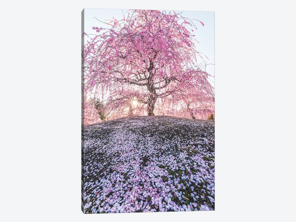 Spring In Japan IX by Daisuke Uematsu 1-piece Canvas Print