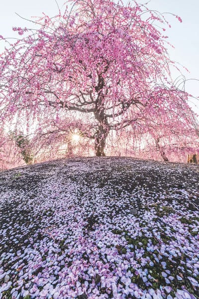 Cherry Trees: Spring In Japan IX by Daisuke Uematsu