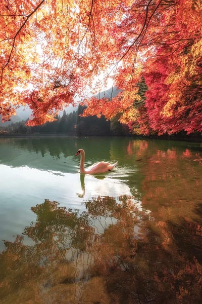 Daisuke Uematsu: Autumn In Japan V by Daisuke Uematsu