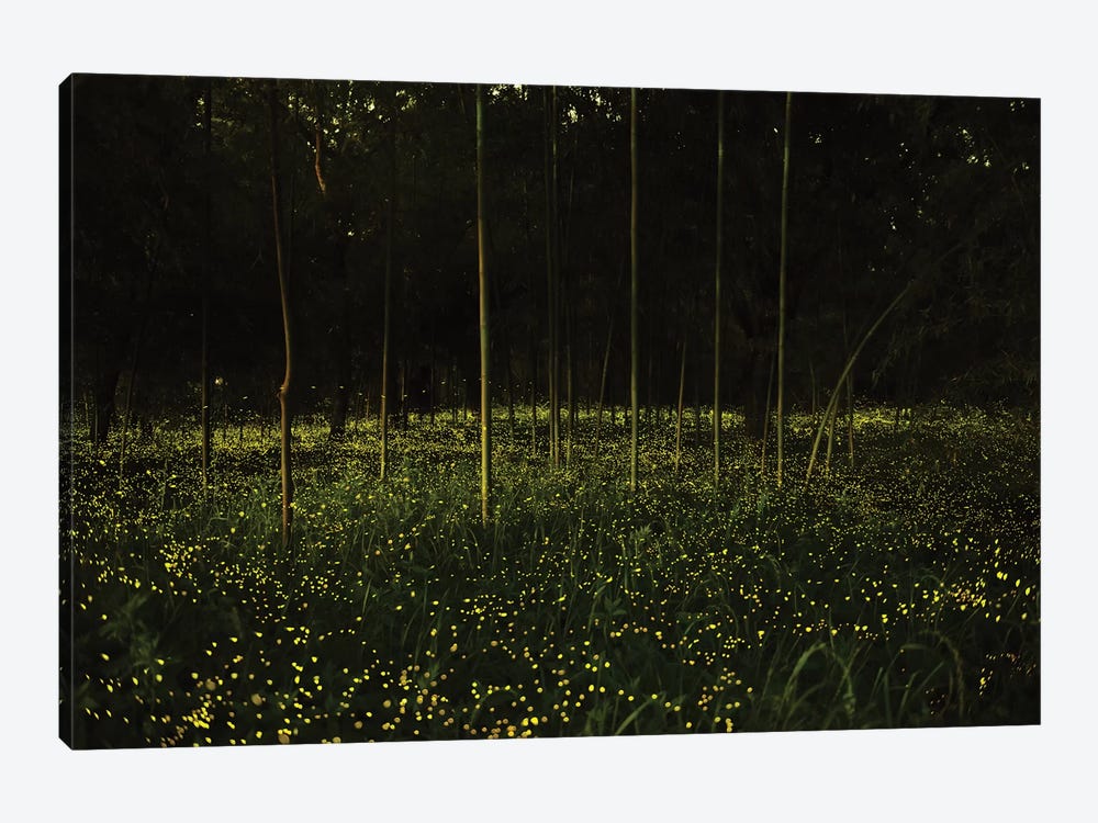 Spring In Japan X by Daisuke Uematsu 1-piece Canvas Art Print