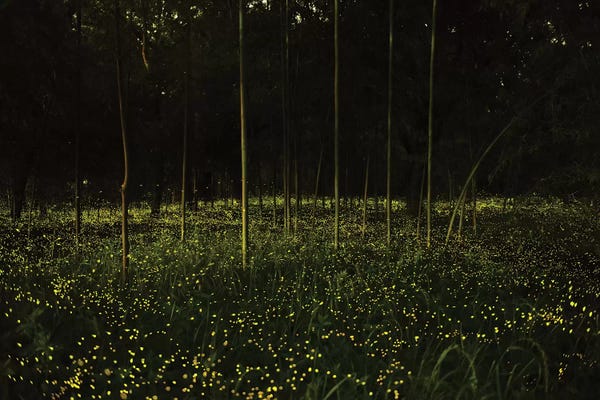 Daisuke Uematsu: Spring In Japan X by Daisuke Uematsu