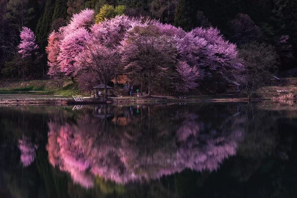 Daisuke Uematsu: Spring In Japan XI by Daisuke Uematsu