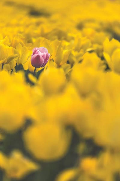 Spring In Japan XIV