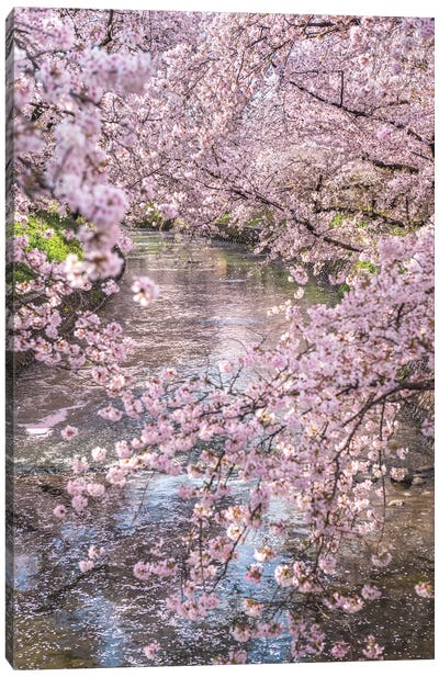 Spring In Japan XV Canvas Art Print - Cherry Blossom Art