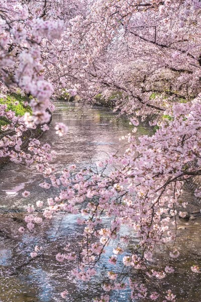 Cherry Trees: Spring In Japan XV by Daisuke Uematsu