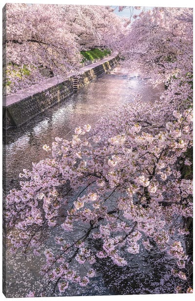 Spring In Japan XVI Canvas Art Print - Cherry Blossom Art