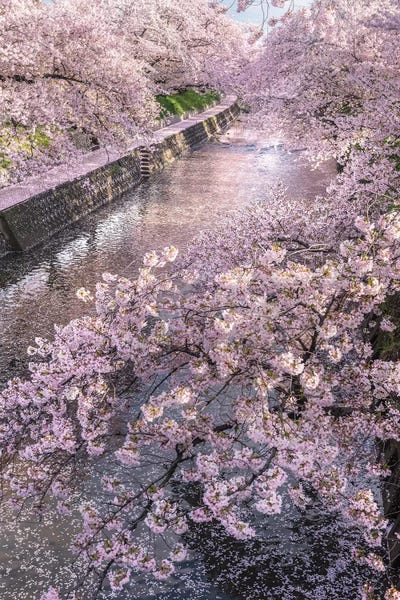 Cherry Trees: Spring In Japan XVI by Daisuke Uematsu
