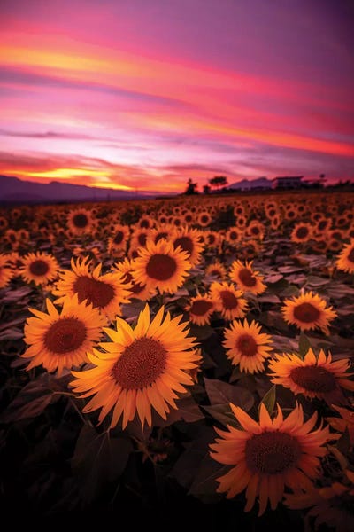 Asian Artists: Summer In Japan I by Daisuke Uematsu