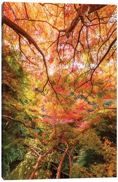 Autumn In Japan VI Canvas Art Print - Daisuke Uematsu 
