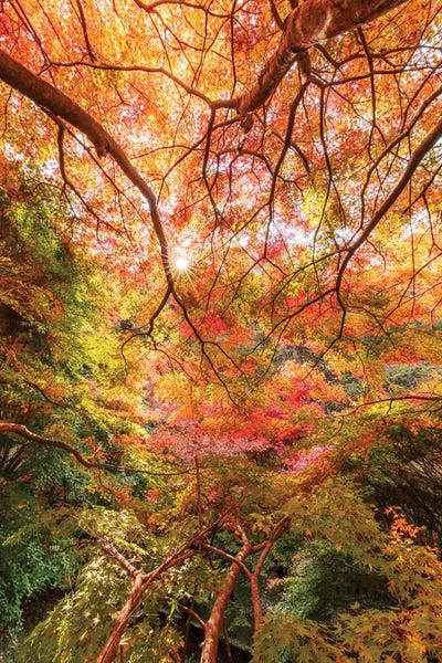 Tree Close-Ups: Autumn In Japan VI by Daisuke Uematsu