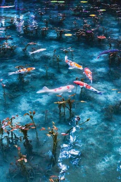 Ponds: Summer In Japan X by Daisuke Uematsu