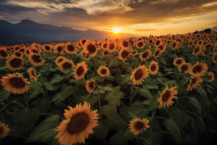 Summer In Japan VI