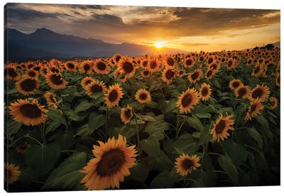 Summer In Japan VI Canvas Art Print - Sunflower Art