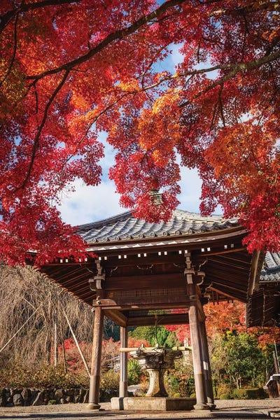 Daisuke Uematsu: Autumn In Japan XX by Daisuke Uematsu