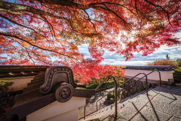 Tree Close-Ups: Autumn In Japan XXIII by Daisuke Uematsu