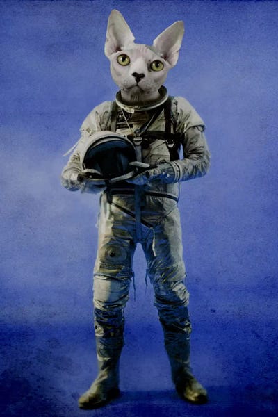 Hairless Cats: Look Into The Distance by Durro Art