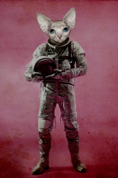 Hairless Cats: The Dreamer by Durro Art