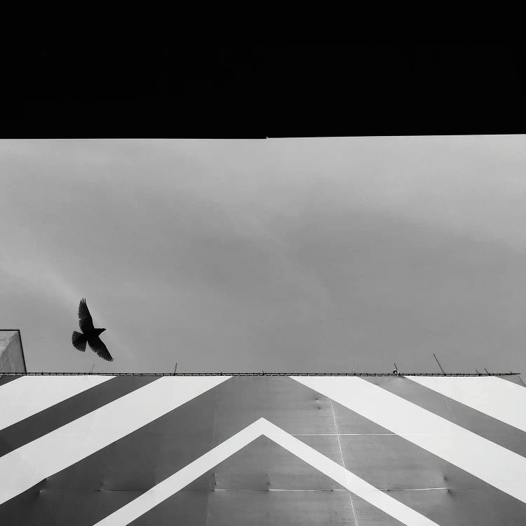 Fly by Amadeus Long wall art