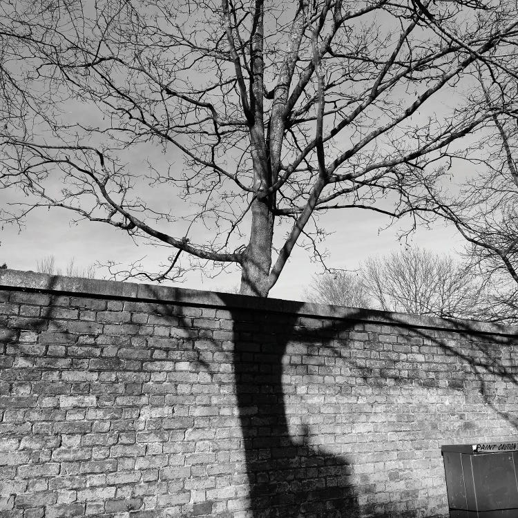 Shadow Of A Tree by Amadeus Long wall art